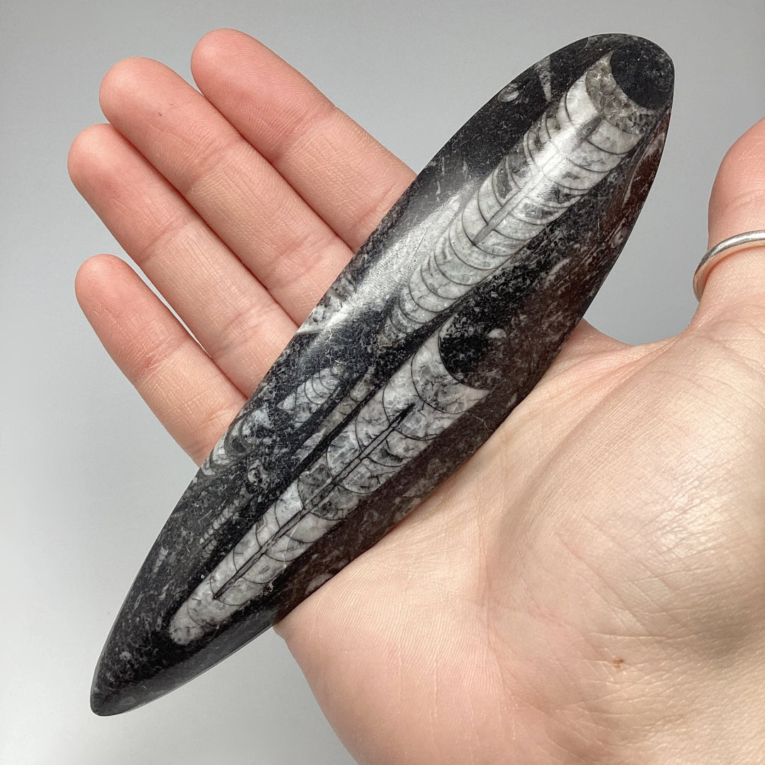 Polished Orthoceras Fossil - Rocks and Gems Canada