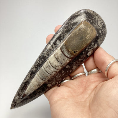 Polished Orthoceras Fossil