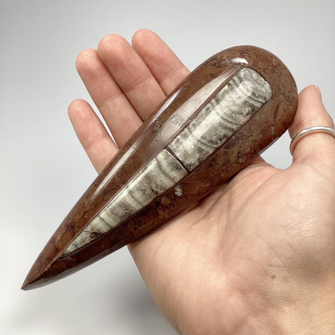 Polished Orthoceras Fossil