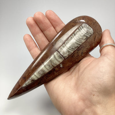 Polished Orthoceras Fossil