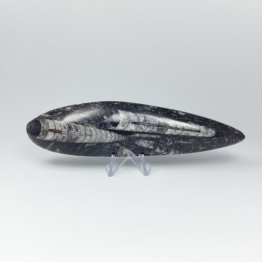 Polished Orthoceras Fossil - Rocks and Gems Canada
