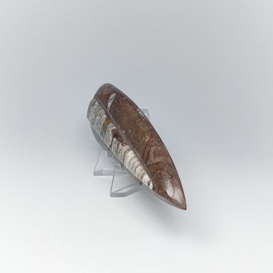 Polished Orthoceras Fossil - Rocks and Gems Canada
