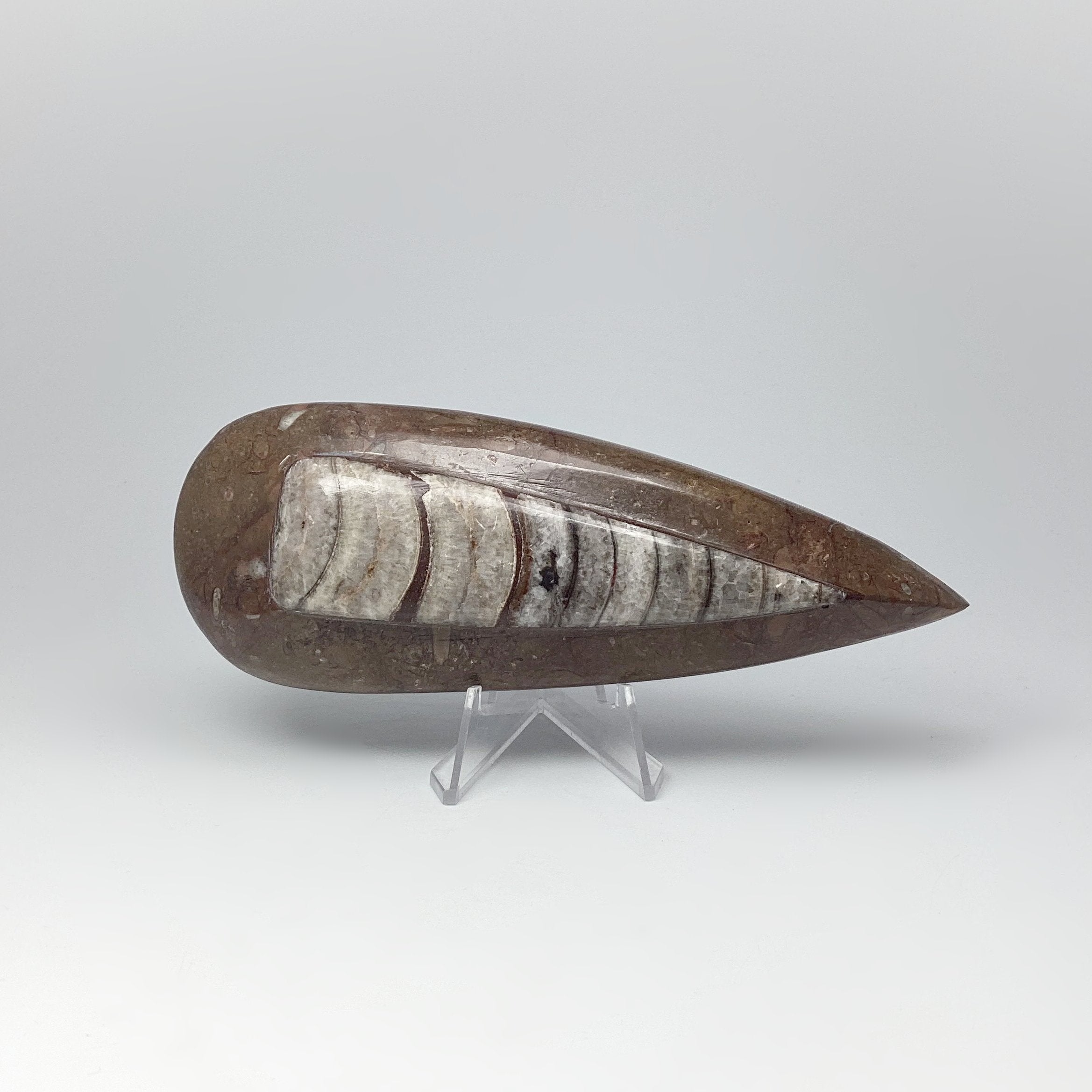 Fossil Orthoceras – Rocks and Gems Canada