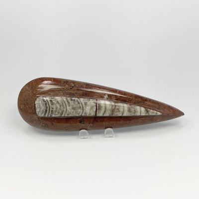 Polished Orthoceras Fossil