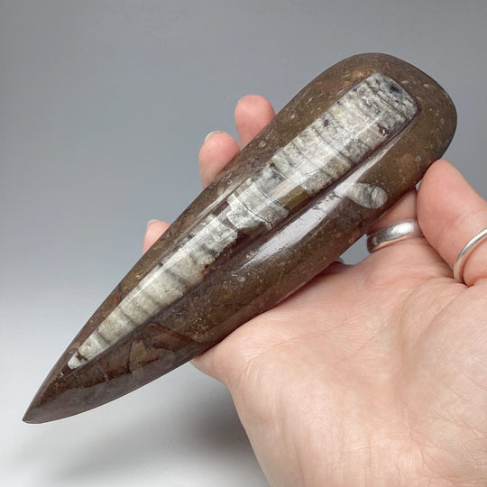 Polished Orthoceras Fossil - Rocks and Gems Canada