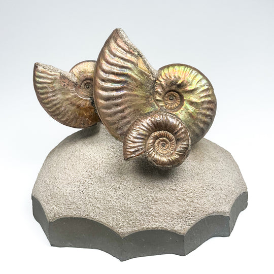 Quenstediceras Ammonite