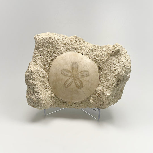Sand Dollar Fossil in Matrix - Rocks and Gems Canada