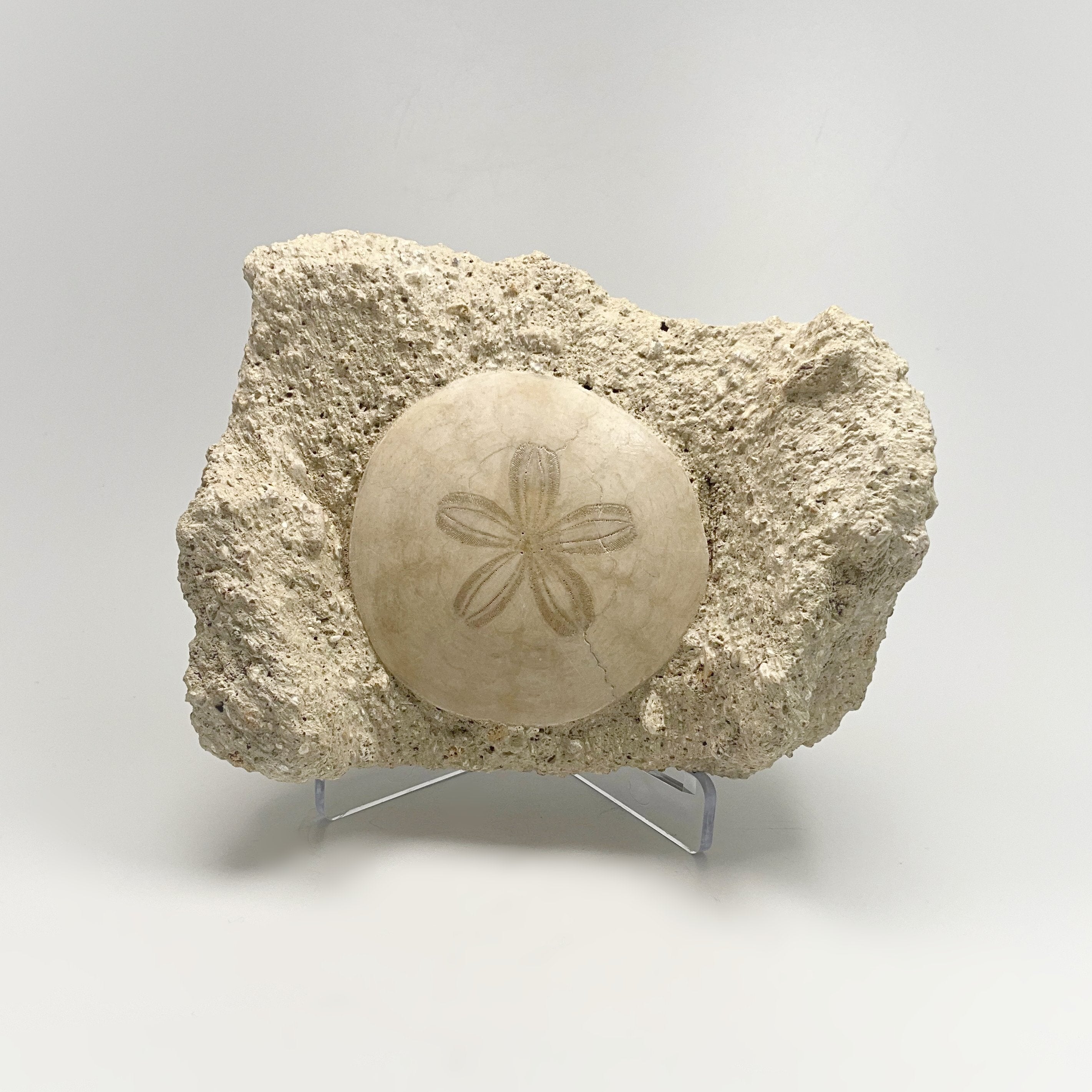 Sand Dollar Fossil in Matrix - Rocks and Gems Canada