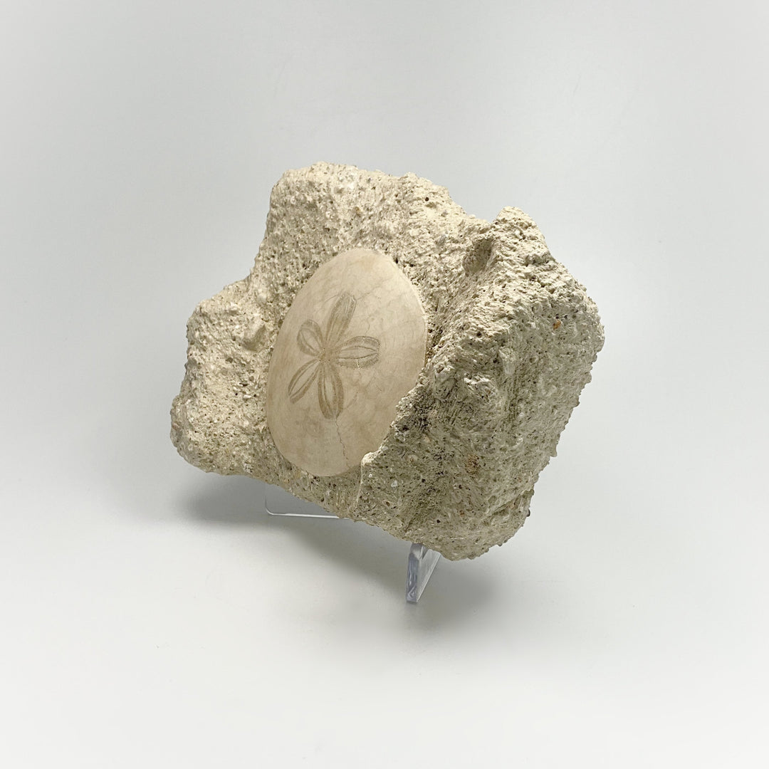 Sand Dollar Fossil in Matrix - Rocks and Gems Canada