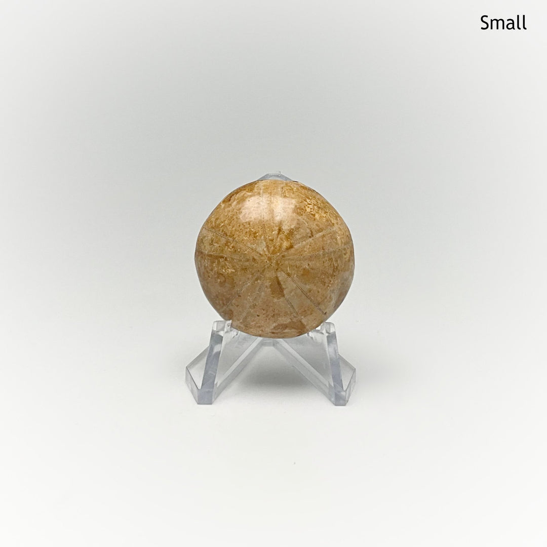 Sea Urchin Fossil - Rocks and Gems Canada