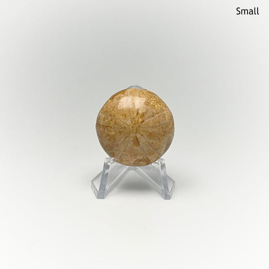 Sea Urchin Fossil - Rocks and Gems Canada