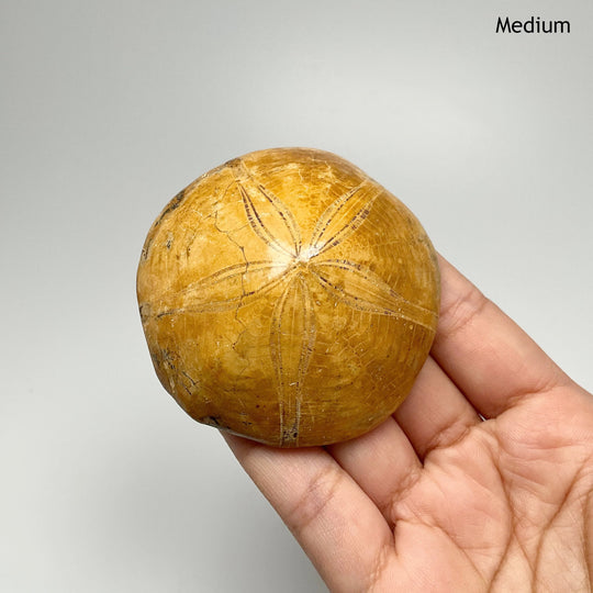 Sea Urchin Fossil - Rocks and Gems Canada