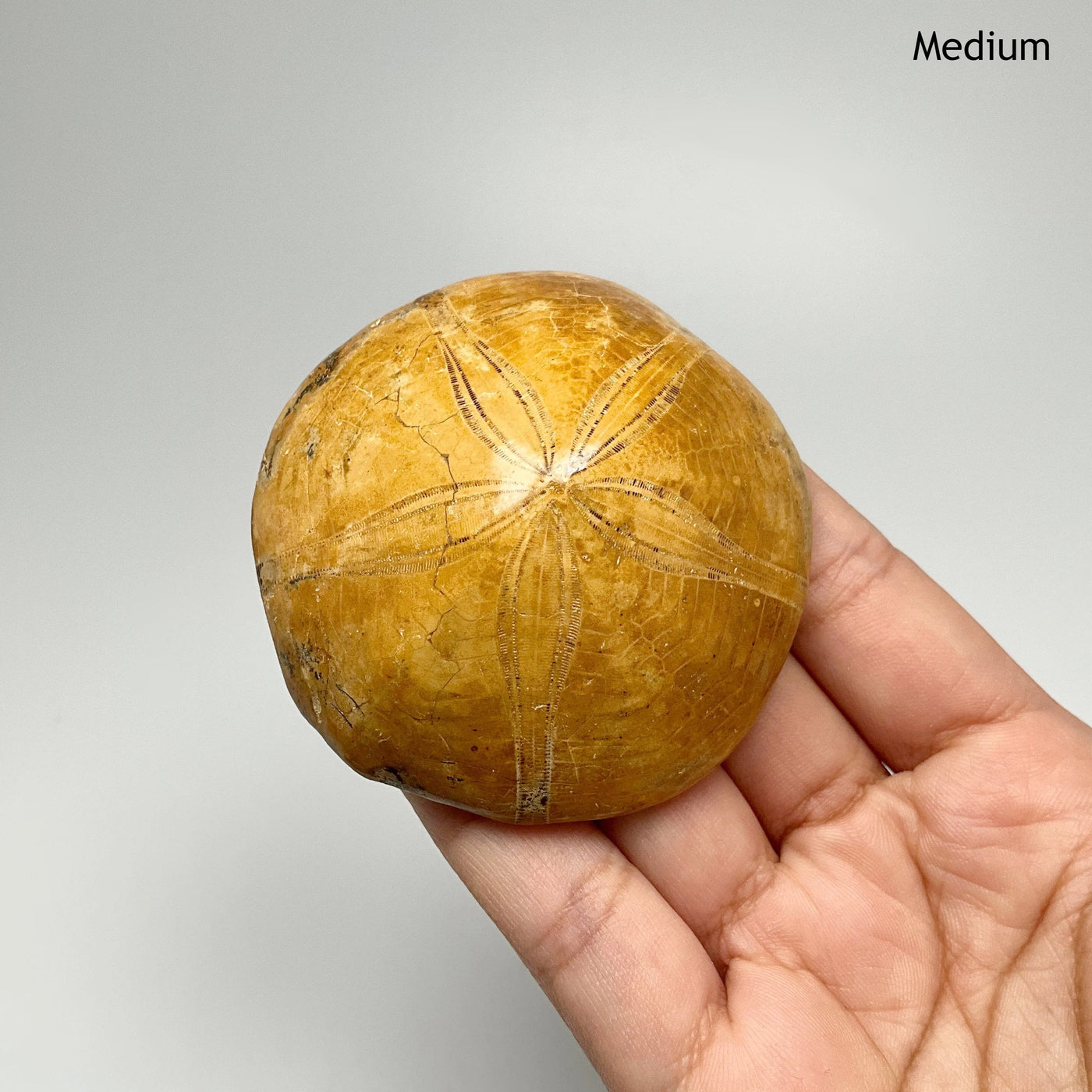 Sea Urchin Fossil