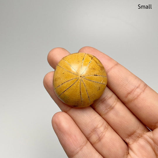 Sea Urchin Fossil - Rocks and Gems Canada