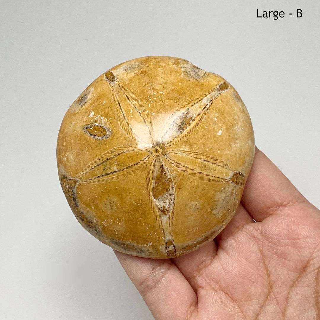 Sea Urchin Fossil - Rocks and Gems Canada