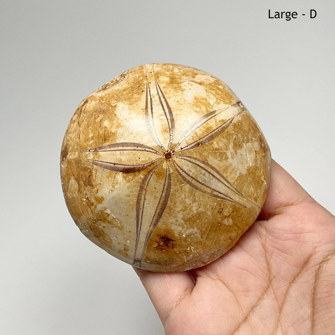 Sea Urchin Fossil - Rocks and Gems Canada