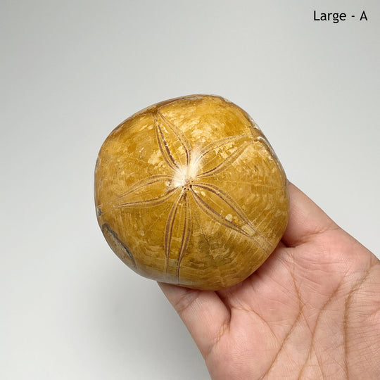 Sea Urchin Fossil - Rocks and Gems Canada