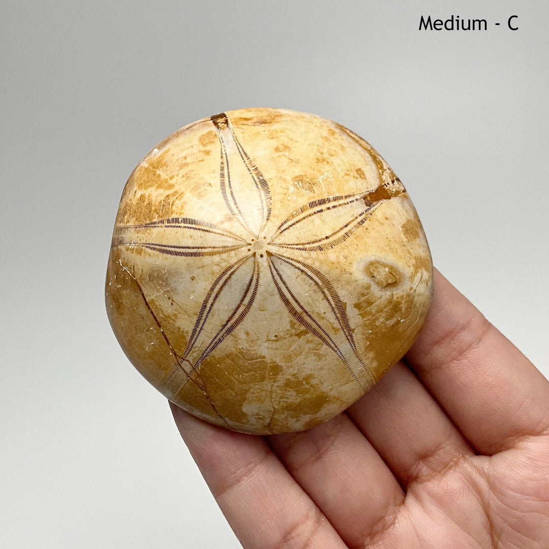 Sea Urchin Fossil - Rocks and Gems Canada