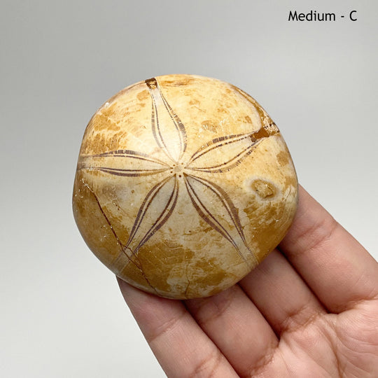 Sea Urchin Fossil - Rocks and Gems Canada
