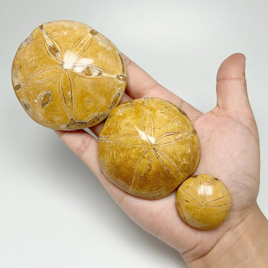 Sea Urchin Fossil - Rocks and Gems Canada