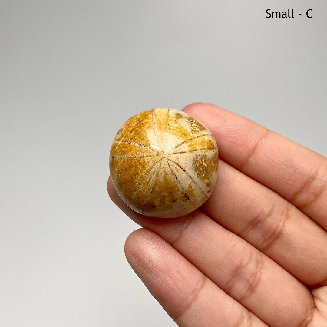 Sea Urchin Fossil - Rocks and Gems Canada