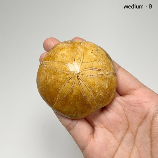 Sea Urchin Fossil - Rocks and Gems Canada