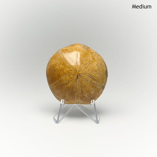 Sea Urchin Fossil - Rocks and Gems Canada