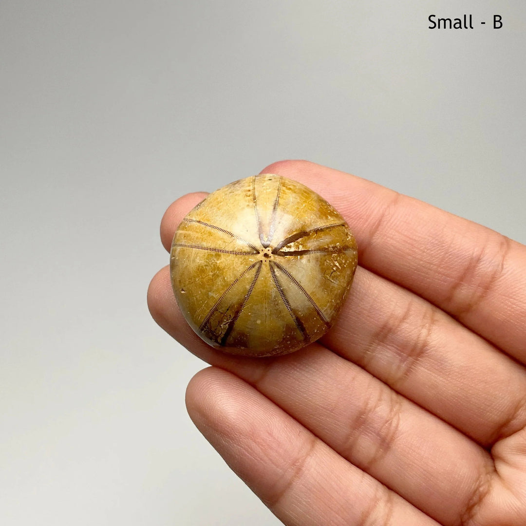 Sea Urchin Fossil - Rocks and Gems Canada