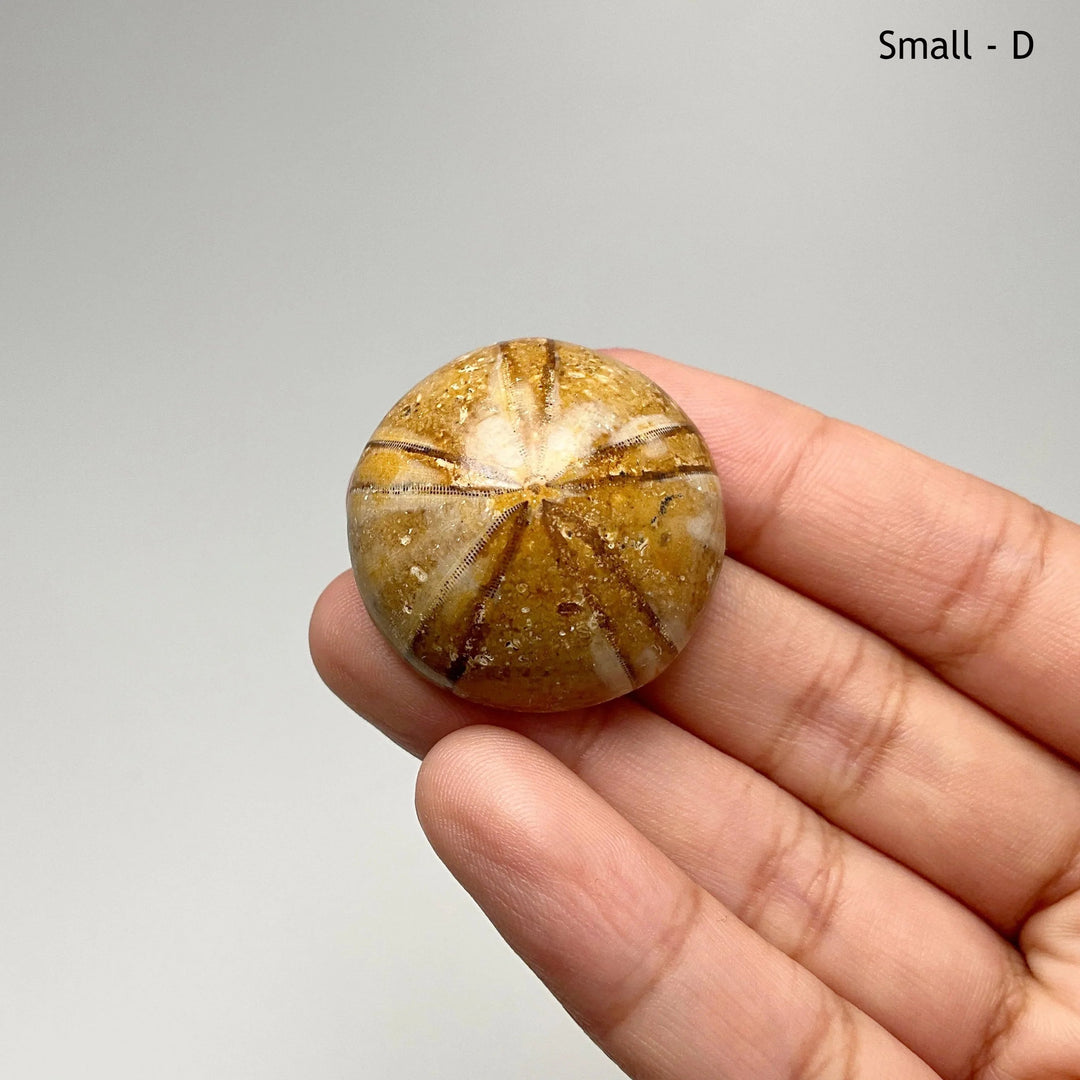 Sea Urchin Fossil - Rocks and Gems Canada
