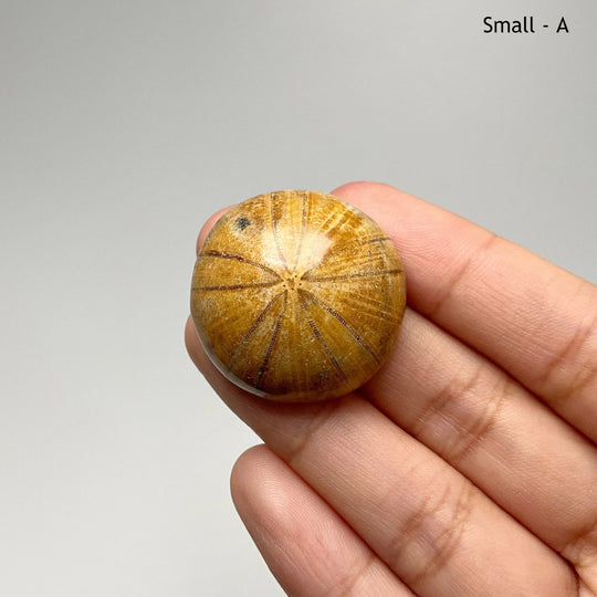 Sea Urchin Fossil - Rocks and Gems Canada