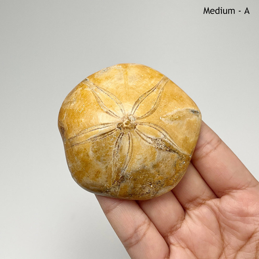 Sea Urchin Fossil - Rocks and Gems Canada