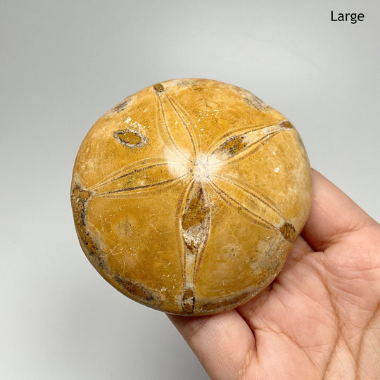 Sea Urchin Fossil - Rocks and Gems Canada