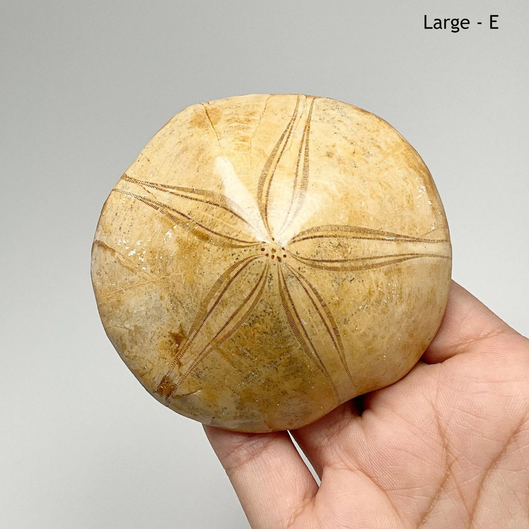 Sea Urchin Fossil - Rocks and Gems Canada
