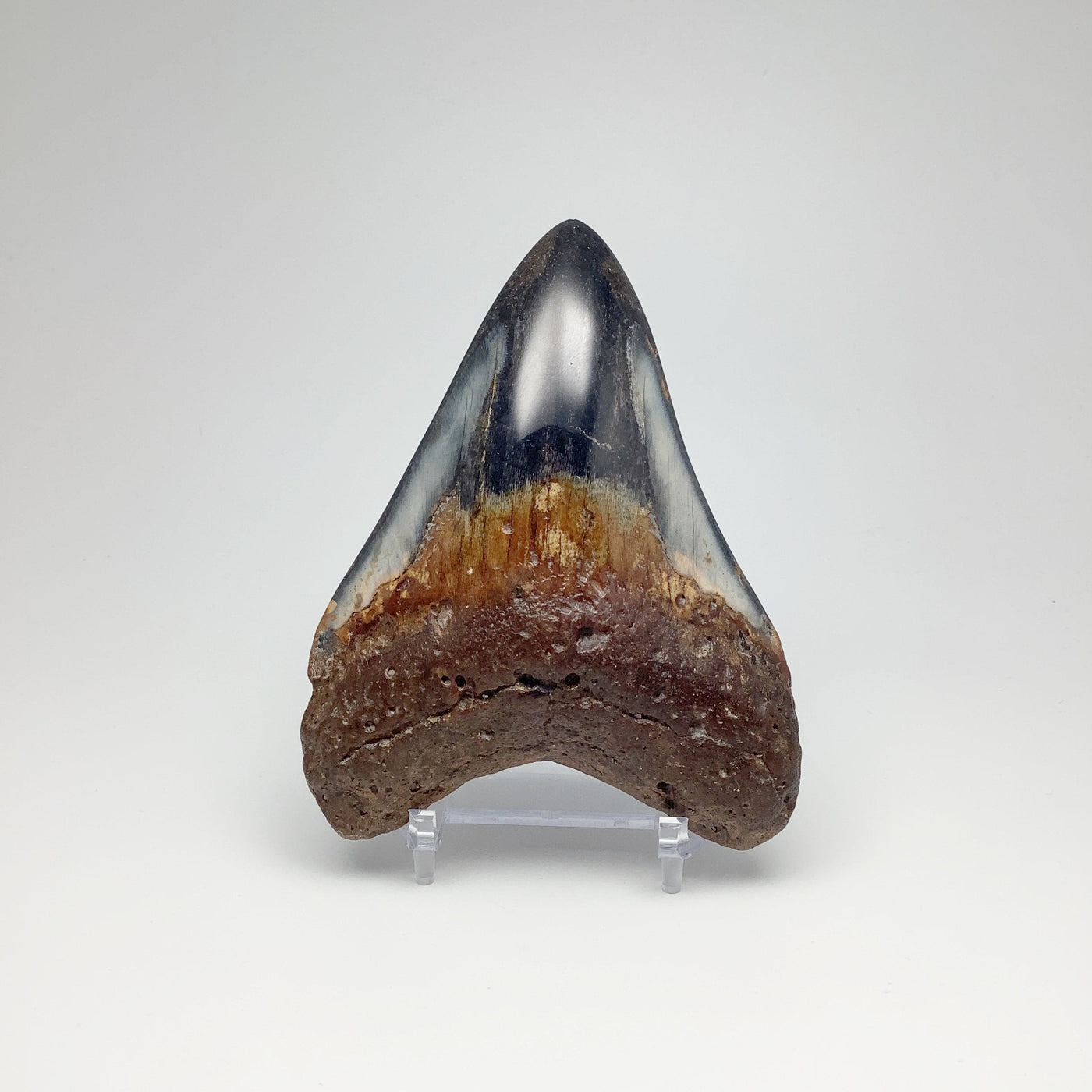 Shark Tooth Specimen: Carcharodon Megalodon