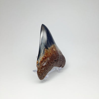 Shark Tooth Specimen: Carcharodon Megalodon