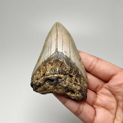 Shark Tooth Specimen: Carcharodon Megalodon