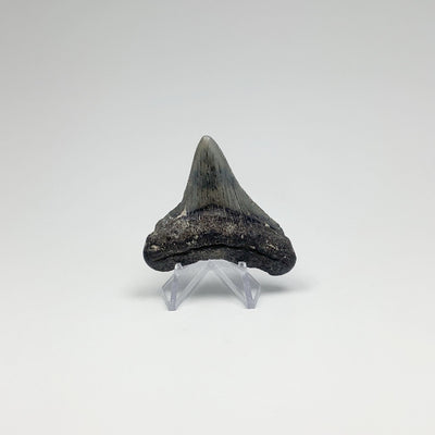 Shark Tooth Specimen: Carcharodon Megalodon