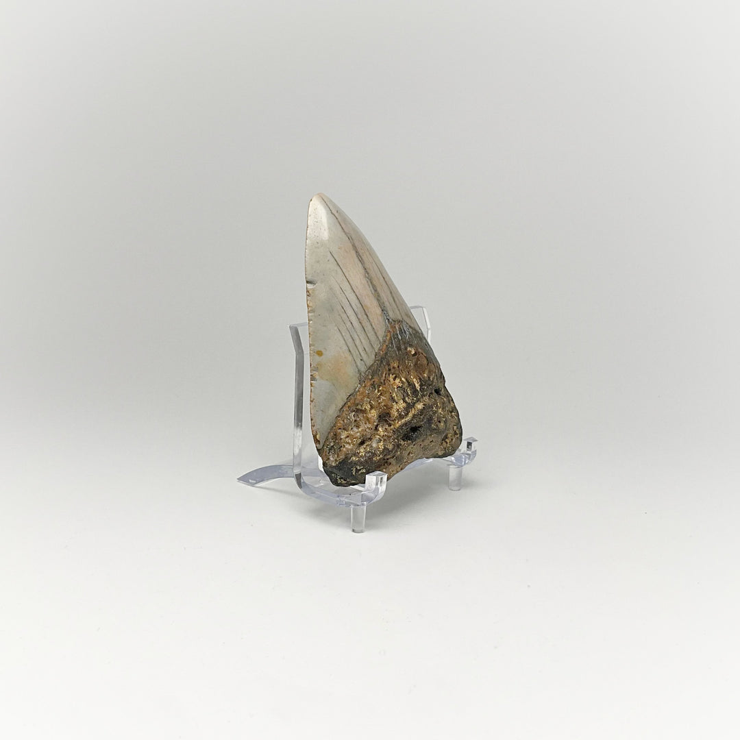 Fossilized Shark Tooth Specimen: Carcharodon Megalodon - Rocks and Gems Canada