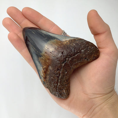 Shark Tooth Specimen: Carcharodon Megalodon