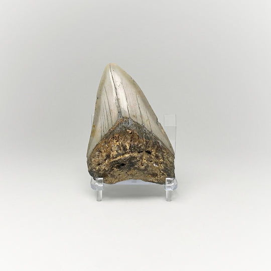 Fossilized Shark Tooth Specimen: Carcharodon Megalodon - Rocks and Gems Canada
