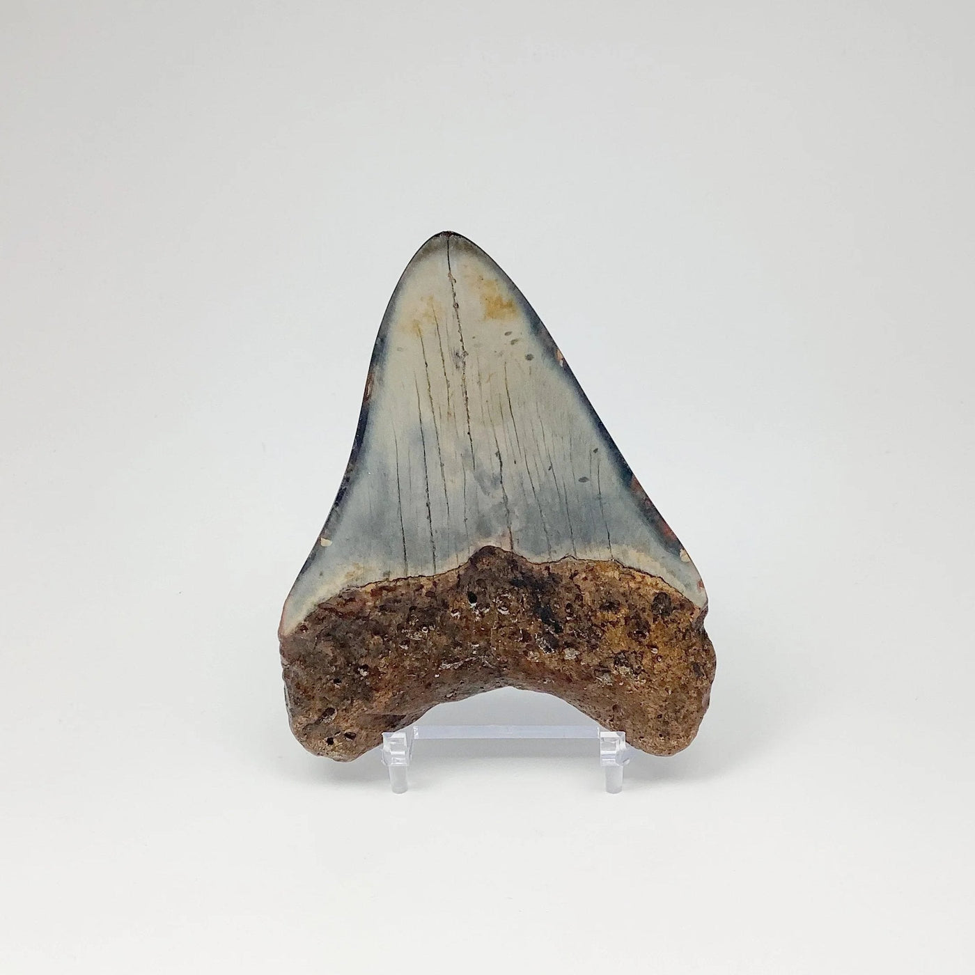 Shark Tooth Specimen: Carcharodon Megalodon