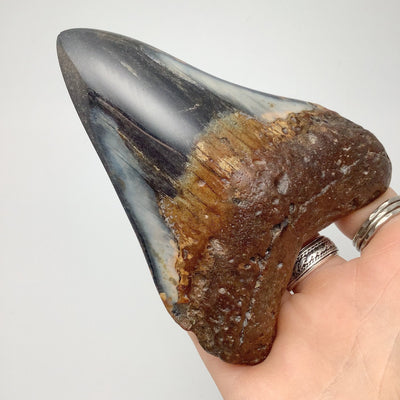 Shark Tooth Specimen: Carcharodon Megalodon