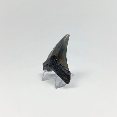 Shark Tooth Specimen: Carcharodon Megalodon