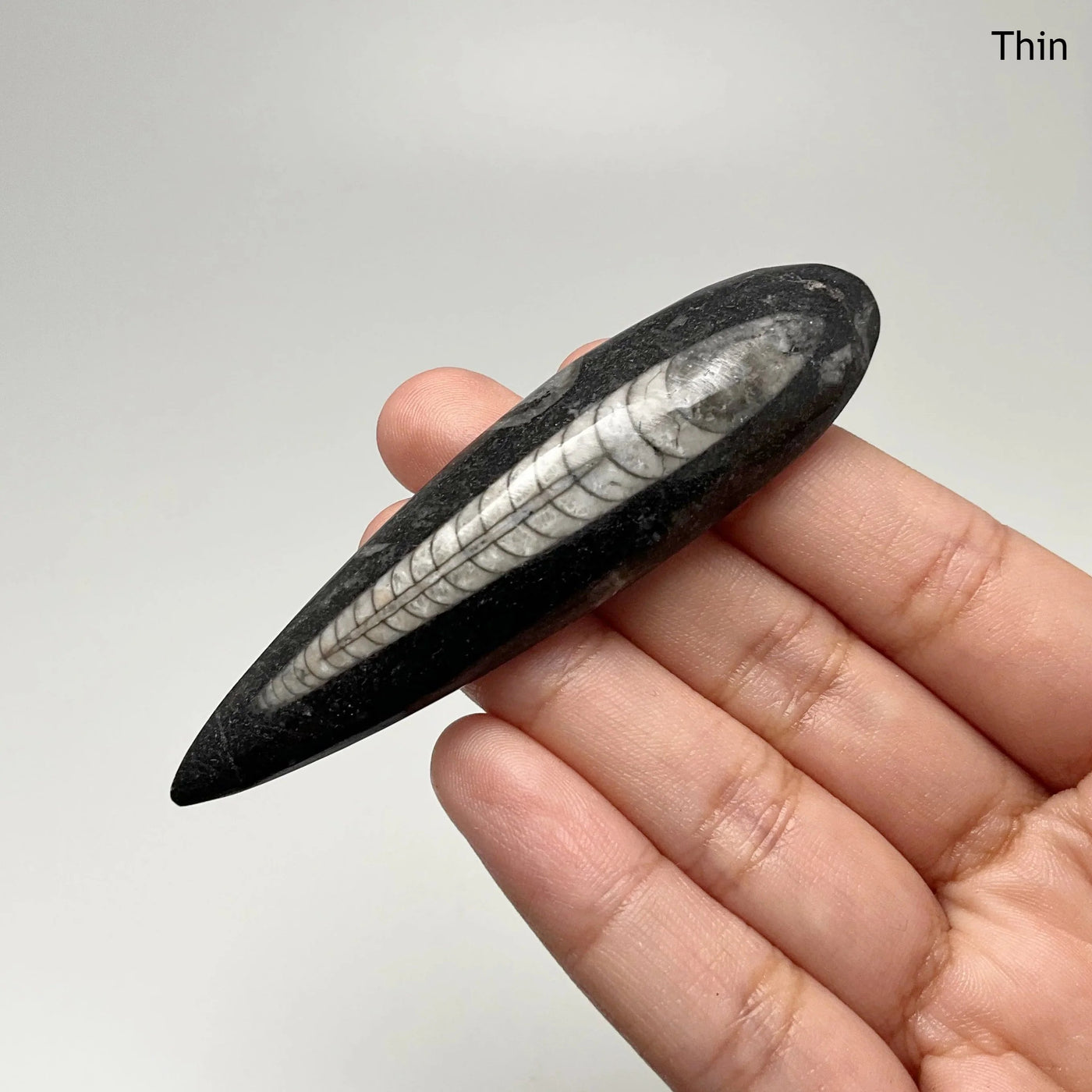 Small Polished Orthoceras Fossil