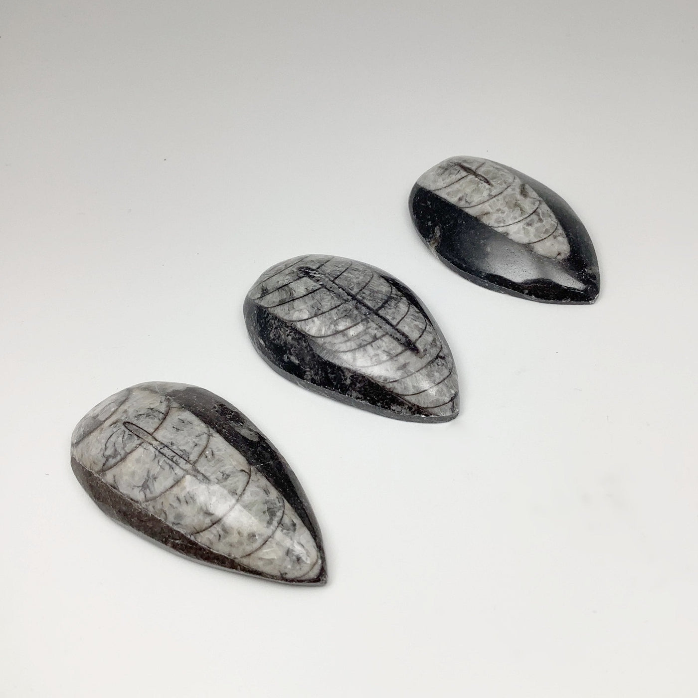 Small Polished Orthoceras Fossil