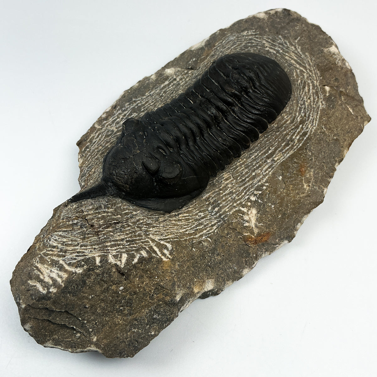 Trilobite Moroccanite Fossil-Rocks and Gems Canada