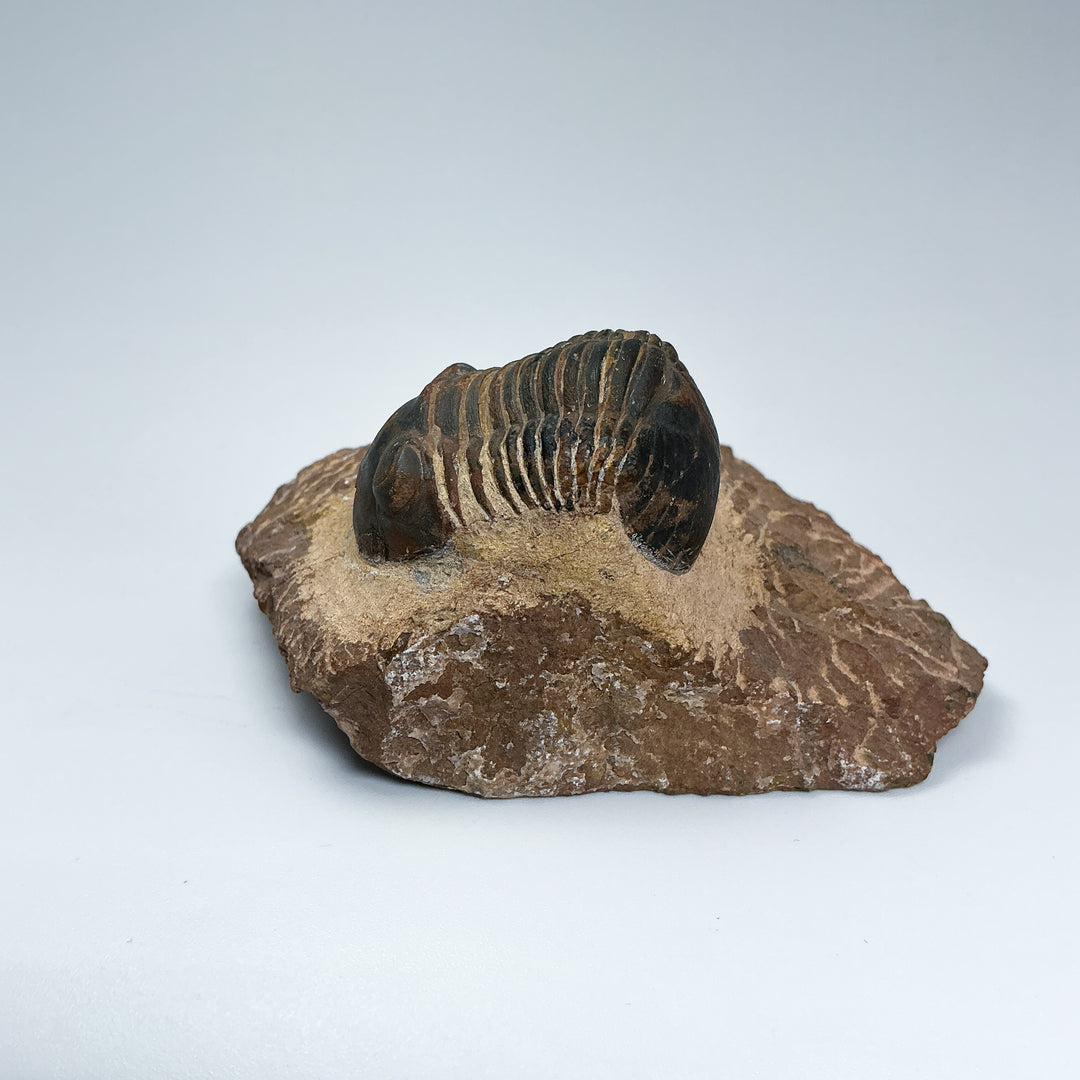 Trilobite Paralajurus Fossil-Rocks and Gems Canada