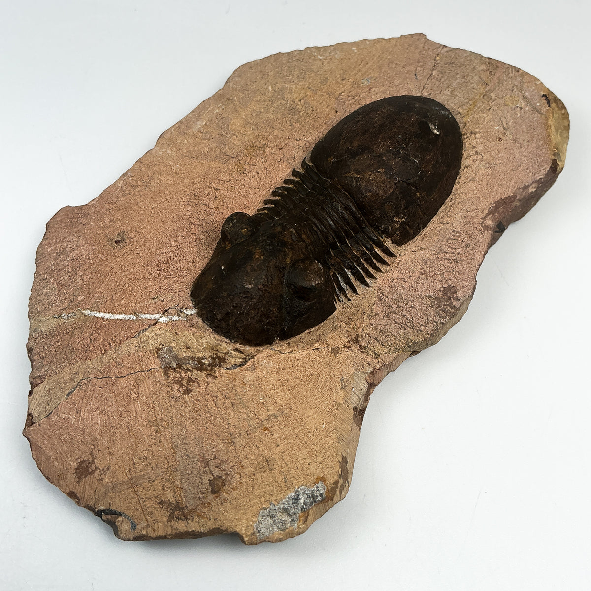 Trilobite Paralajurus Fossil-Rocks and Gems Canada