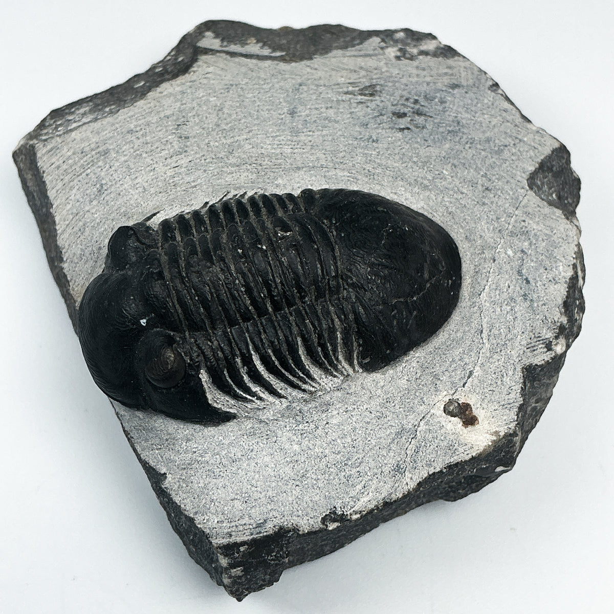 Trilobite Paralajurus Fossil-Rocks and Gems Canada