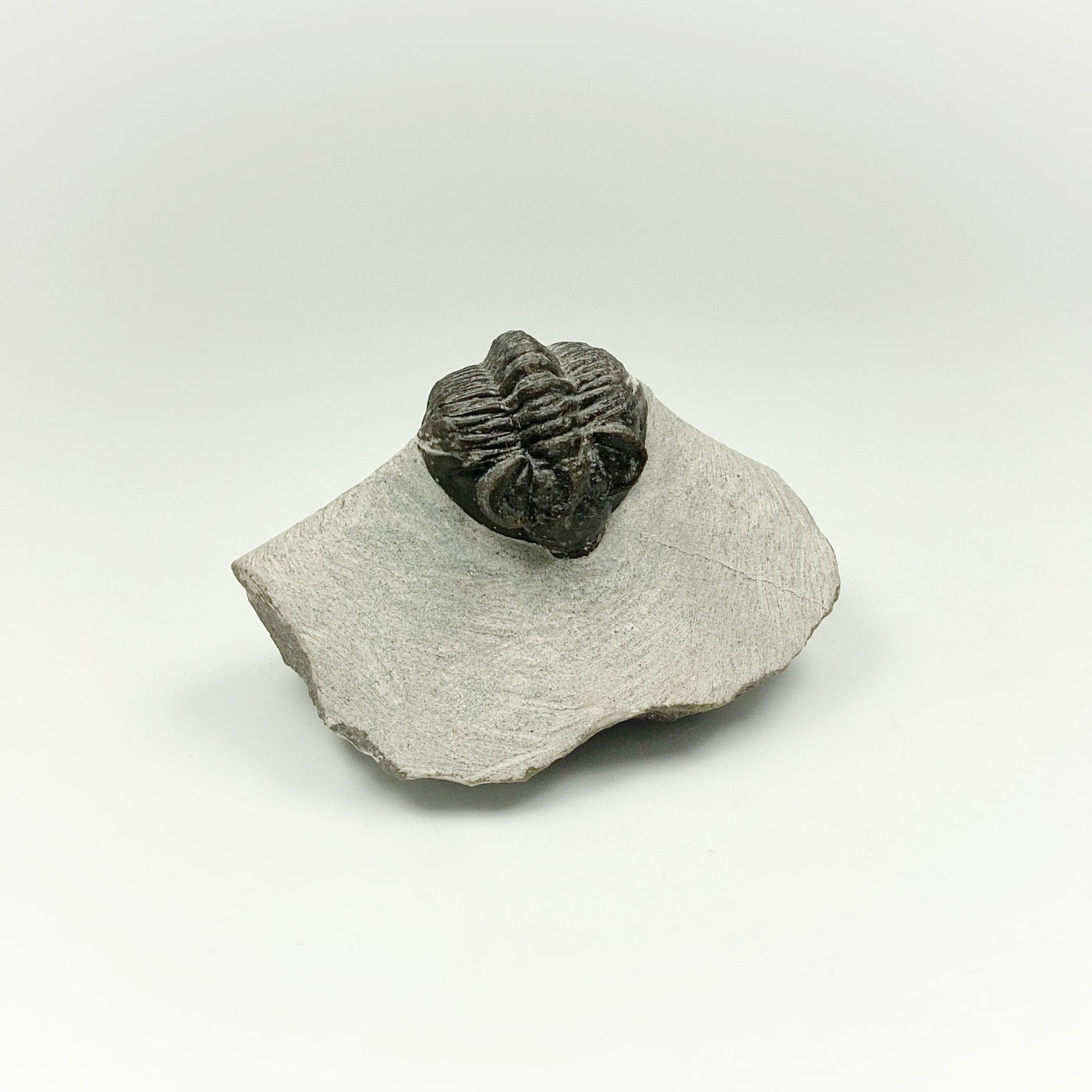 Trilobite Coltranea Fossil